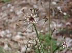 Capsella bursa-pastoris